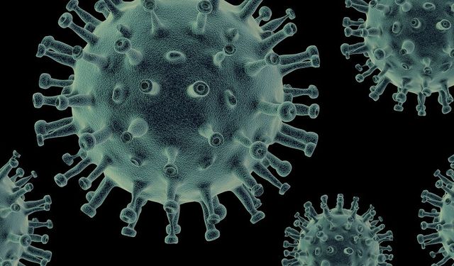 Domuz gribi nedir, belirtileri nelerdir, nasıl geçer?