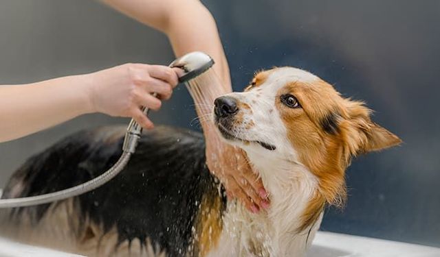 Evde köpek bakımı nasıl olur, evcil köpek hastalıkları nelerdir?