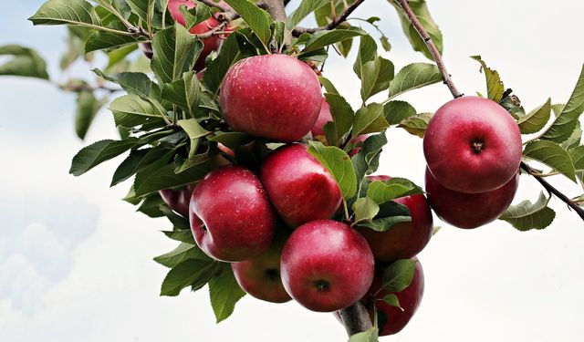 Rüyada elma görmek, elma yemek, elma toplamak ne anlama gelir?