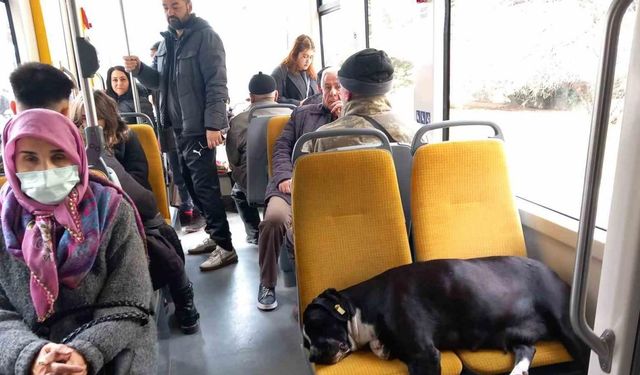 Köpek koltukta uyudu, yolcu ayakta seyahat yaptı