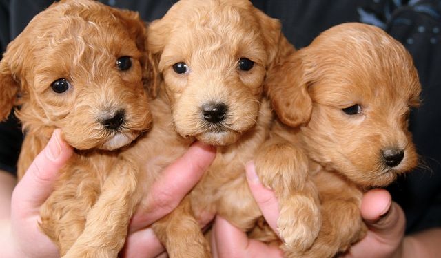 Soğuk havada hayvan sağlığı için önemli tavsiyeler