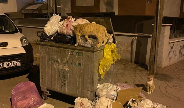 Eskişehir'de çöp konteynerları doldu, vatandaş çözüm bekliyor!