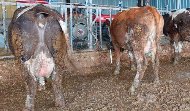 Şap Hastalığı o ilçede sona erdi!