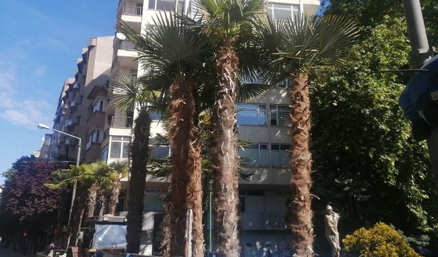 Eskişehir'in ana caddeleri palmiyelerle süsleniyor!