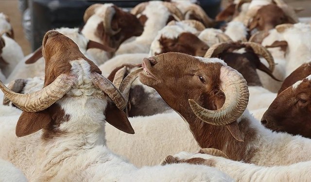 Kurban Bayramı tatili 9 güne çıkarıldı