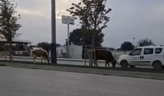 Bursa'da trafiği bu sefer inekler tehlikeye attı!