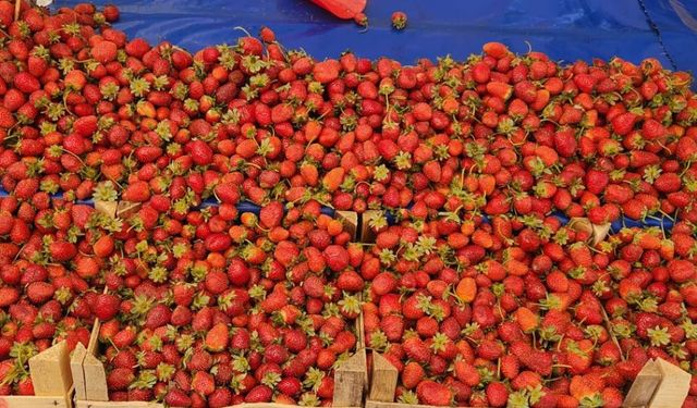 Eskişehir'de kışa girerken çilek fiyatları da tavan yaptı!