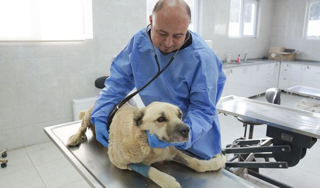 Eskişehir'de ezilen talihsiz köpek iyileşme sürecinde!