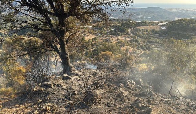 Antalya'da çıkan yangında ormanlık alan zarar gördü