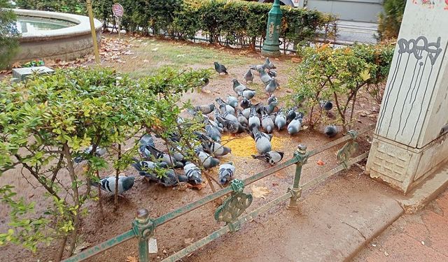 Eskişehir'in merkezindeki yasak görmezden geliniyor!