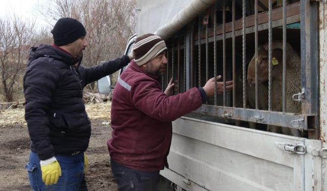 Eskişehir’in en kaliteli kuzularının ardındaki usta