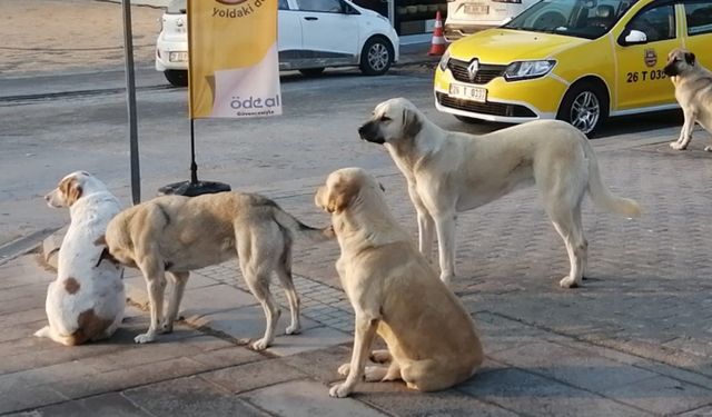 Eskişehir'de başı boş dolaşan köpekler endişelendirdi