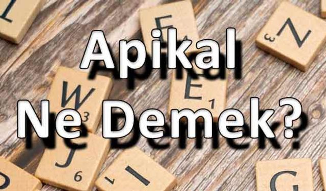 Apikal Ne Demek?