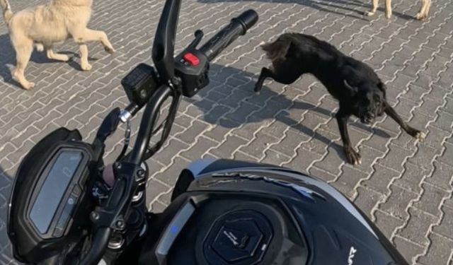 Eskişehir'de başıboş köpeklerin saldırısı kamerada!