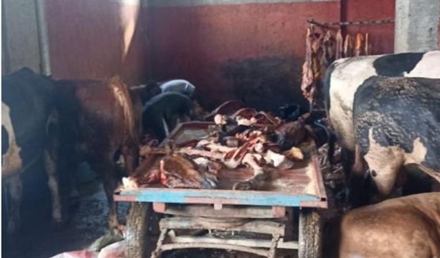 Adana'da şok baskın: 2,5 ton at eti ele geçirildi!