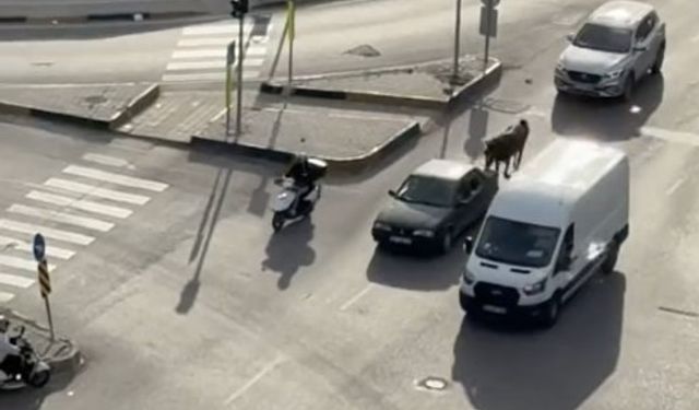 Vicdansız sürücü atı araca bağladı, cezası...