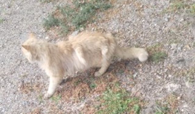 Kanatlı kedi görenleri şaşkına çevirdi!