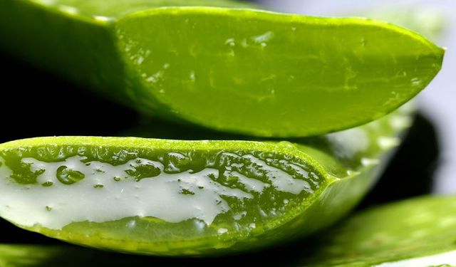 Aloe vera bitkisi evde nasıl yetiştirilir? Bakım ipuçları ve püf noktaları
