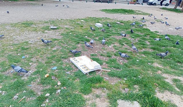 Eskişehir'de o nokta güvercinlerin beslenme alanı oldu