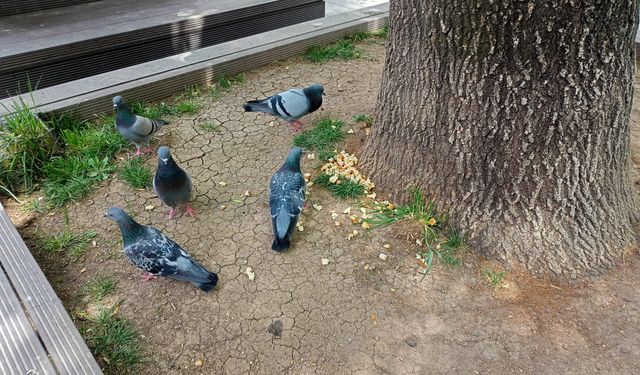 Eskişehir'deki güvercinler o noktayı çok seviyor