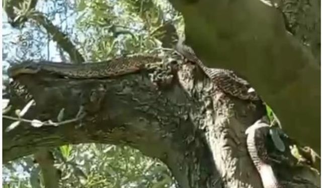 Zeytin ağacındaki dev yılanı gören şaşırdı!