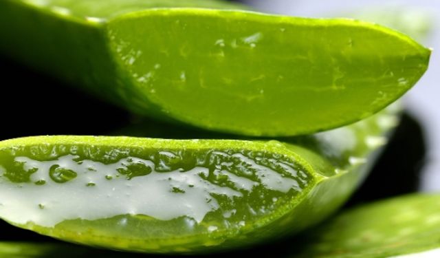 Aloe vera saç ve cilt bakımında nasıl kullanılır? Faydaları nelerdir?