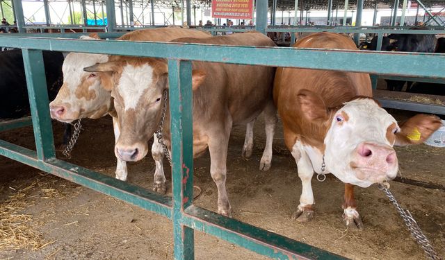 Eskişehir'in kurban pazarının gözdesi oldu: Her biri 750 kilo!