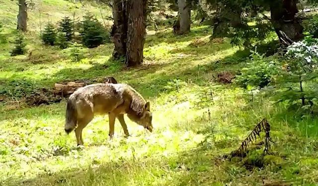 Ormanın sessiz avcısı Bozkurt fotokapana yakalandı