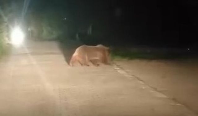 Uludağ’da ayı ailesi mesire alanına indi!