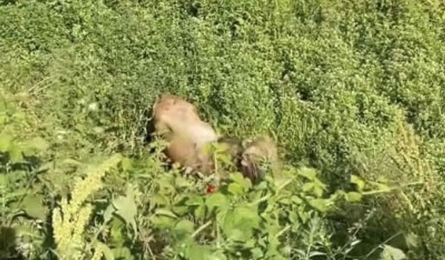 Kaçan kurbanlıklar yine sokakları karıştırdı!