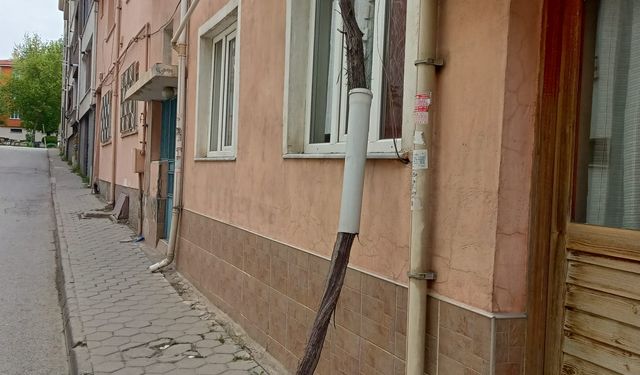 Eskişehir'deki ağaç için ilginç çözüm dikkat çekti