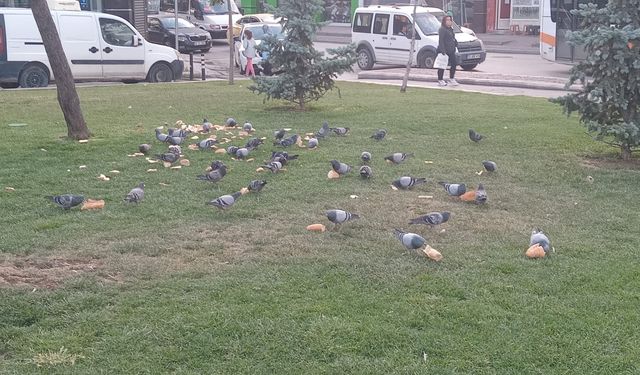 Eskişehir'de kuşlara bırakılan fazla yemler çevreyi kirletiyor