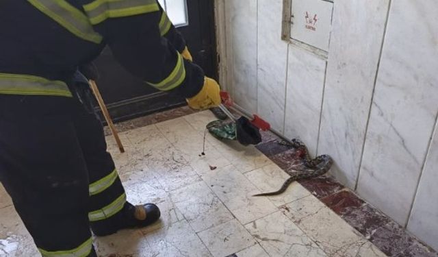Bilecik'te apartmanda yılan paniği!