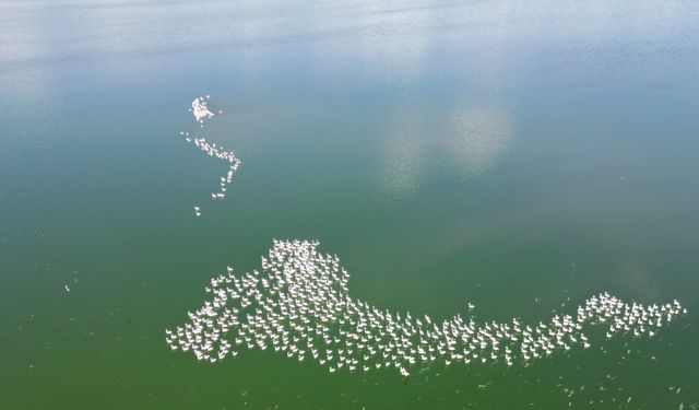 Flamingolardan Eber Gölü’nde renkli görüntüler!