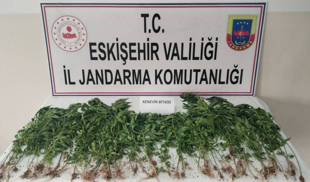 Eskişehir'de kamu arazisine kenevir ekti, suçüstü yakalandı!