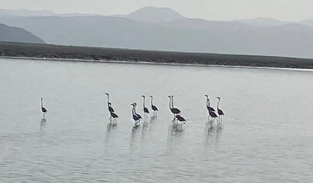 Kuzey Afrika’dan gelen flamingolar Acıgöl’de buluştu!