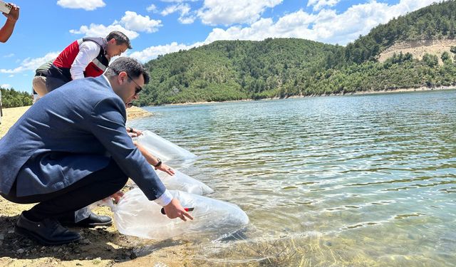 Hisarcık’ta 89 bin aynalı sazan yavrusu salındı