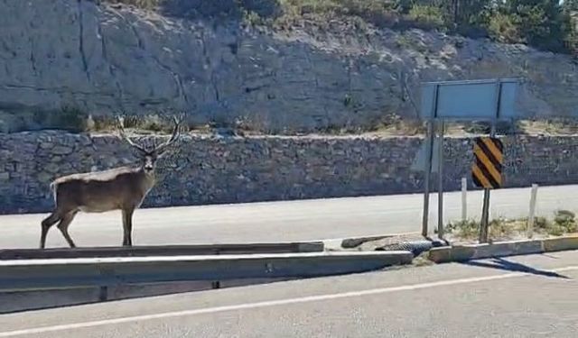 Refüjde koşan geyik, trafikteki sürücülerin ilgi odağı oldu