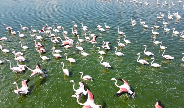 Eber Gölü’nde flamingo şöleni