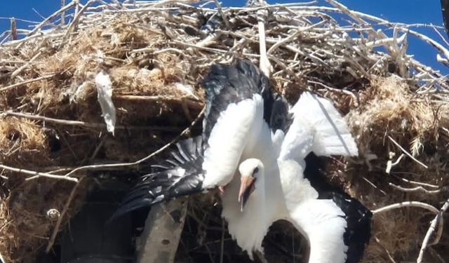 Leylek, elektrik direğinde sıkıştı, ekipler harekete geçti!