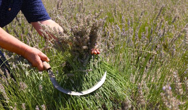 Eskişehir'de sıradışı lavanta hasadı: “Makasını getir, çiçeğini götür”