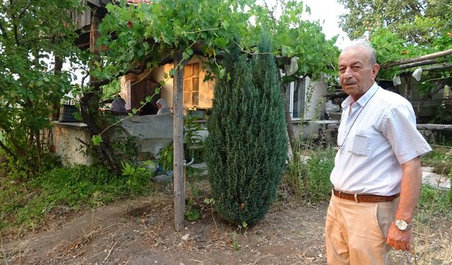 Tavşanlı’da geyikler meyve ağaçlarına ve sebzelere zarar veriyor