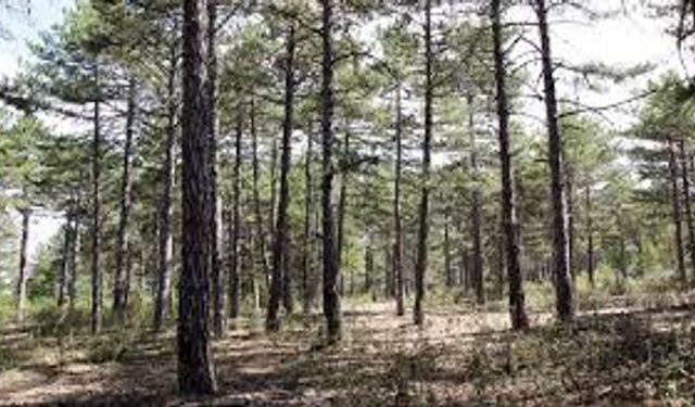 Afyonkarahisar'da ağaç budama çalışmaları yapılacak