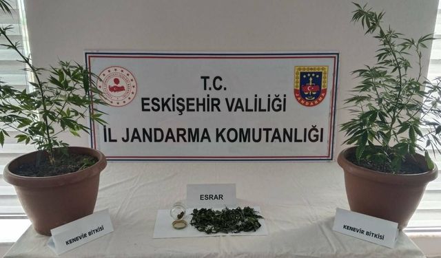 Eskişehir'de saksıda yetiştirdi, ekiplerden baskın!