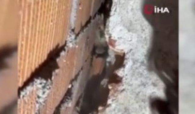 Eskişehir'de duvar arasına sıkışan anne ve yavrularına yardım eli!