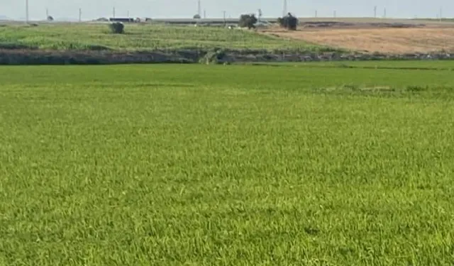 İpsala'da çeltik üretiminde: Daha az su, daha çok verim