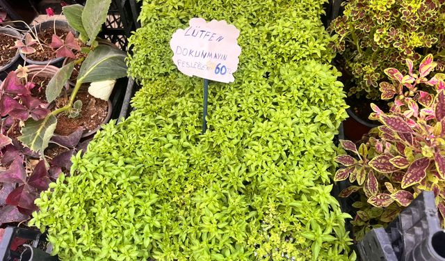 Eskişehir’de hem kokusuyla hem faydasıyla ilgi görüyor