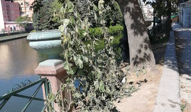 Eskişehir'de yeşil düşmanları yine iş başında