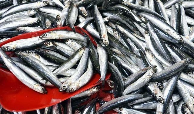 Türkiye'de hamsi ihracatıyla milyonlarca dolar kazandı!