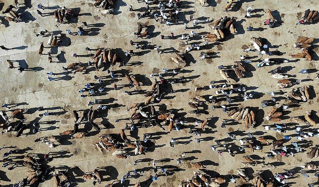 Türkiye'de büyükbaş ve küçükbaş sayıları yükselişte